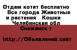 Отдам котят бесплатно  - Все города Животные и растения » Кошки   . Челябинская обл.,Снежинск г.